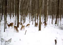 Deer in Woods