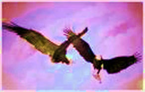 Screamen Eagle